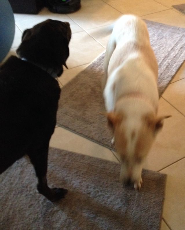 Dog 2 avoiding the Evil Seizure-Inducing Floor.