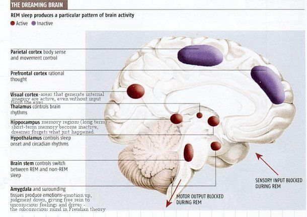 Active and quiescent brain regions during dreaming.