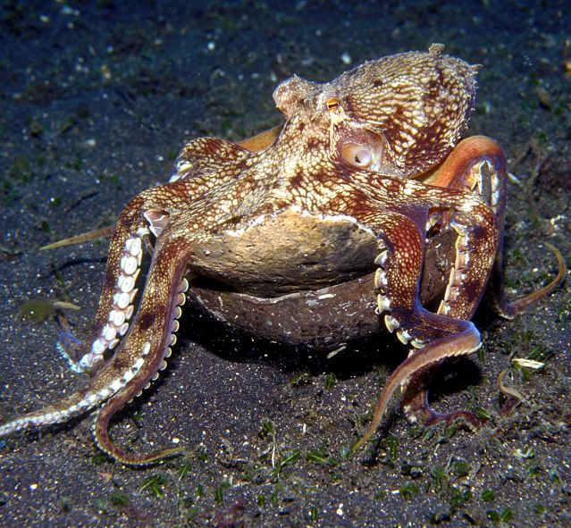 strategies for bargain hunting lessons from the octopus