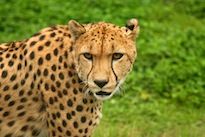 Humans are the cheetahs of self-control