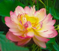 fully blossomed lotus