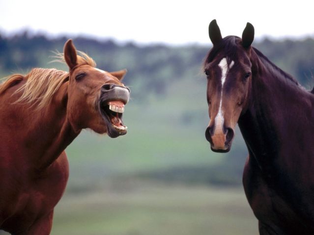 A horse trying to get a better read on the pheromonal signals in the air