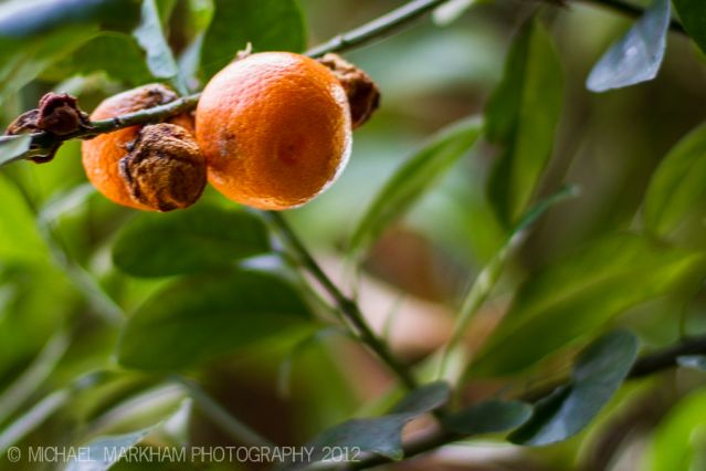 Oranges on the tree. In various stages of life and death