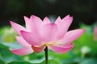 Gratitude is an integral part of a spiriual practice meditation, lotus, spirituality