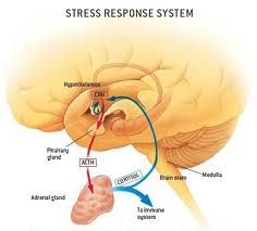 how does ambien affect your brain