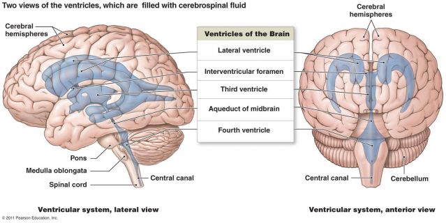 The ventricles, where CSF is manufactured.