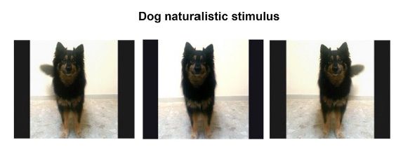 Stills from movies played to dogs Dog movies