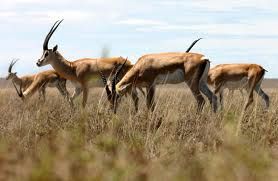 Watchful Gazelles gazelles
