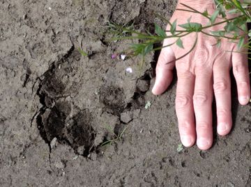A wolf pawprint is as large as a human hand. This wolf pawprint is as big as a human hand.
