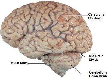 brain models for psychology