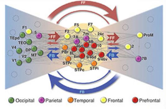 Bow Tie Shaped Neuronal Network