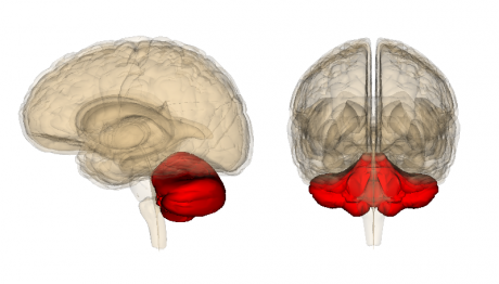 Cerebellum in red.