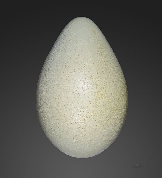An emperor penguin. Penguin egg