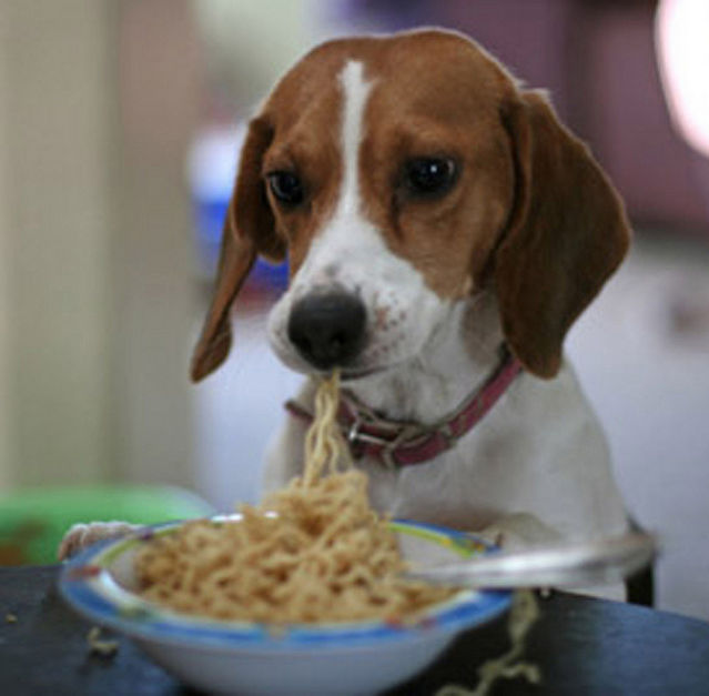 is pasta ok for dogs
