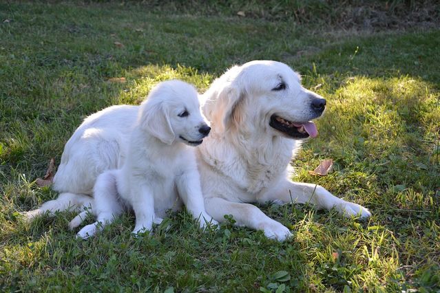 do dogs recognize their mothers