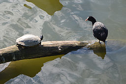By An-d (Own work), via Wikimedia Commons By An-d (Own work), via Wikimedia Commons