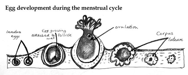 Sarah Rayner, illustration from 'Making Friends with your Fertility'