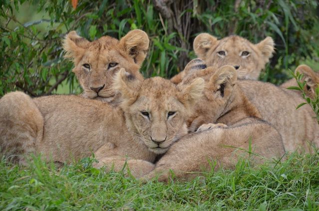  Lion cubs in Kenya; Irina Anastasiu, pexels, free download