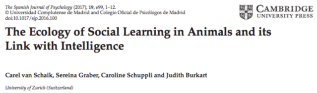 In Humans and Animals, Social Learning Drives Intelligence | Psychology  Today