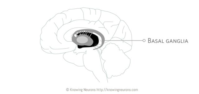 Jooyeun Lee, Knowing Neurons Jooyeun Lee, Knowing Neurons