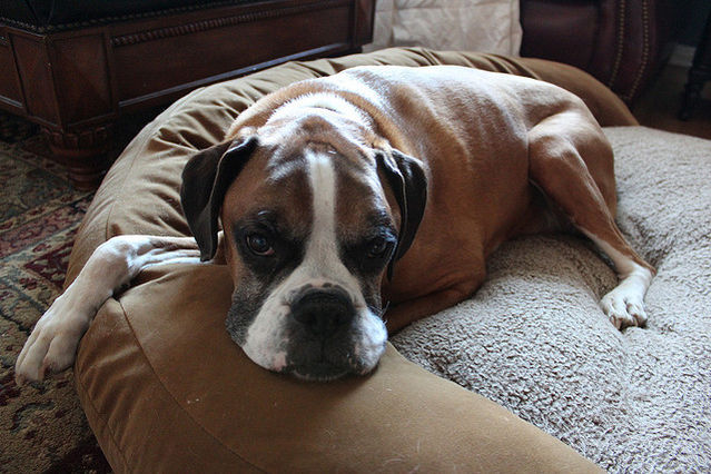 why do dogs circle before lying why do dogs turn in circles before lying psychology today why do dogs circle before lying why do dogs turn in circles before lying psychology today