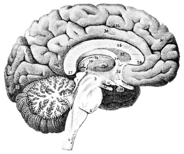 How Do Drugs Hijack Your Brain? Psychology Today