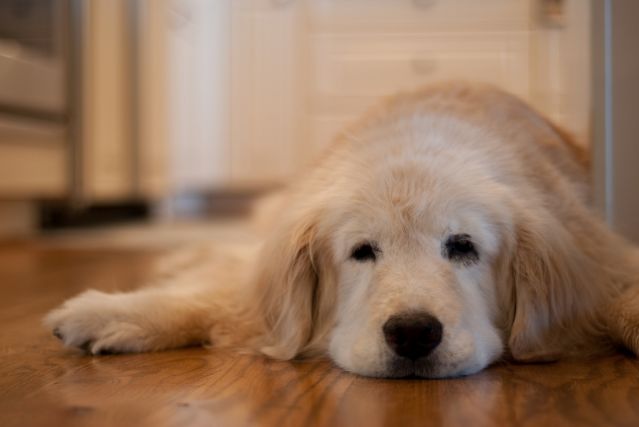 Does Emotional Attachment to an Owner Change in Older Dogs? | Psychology  Today