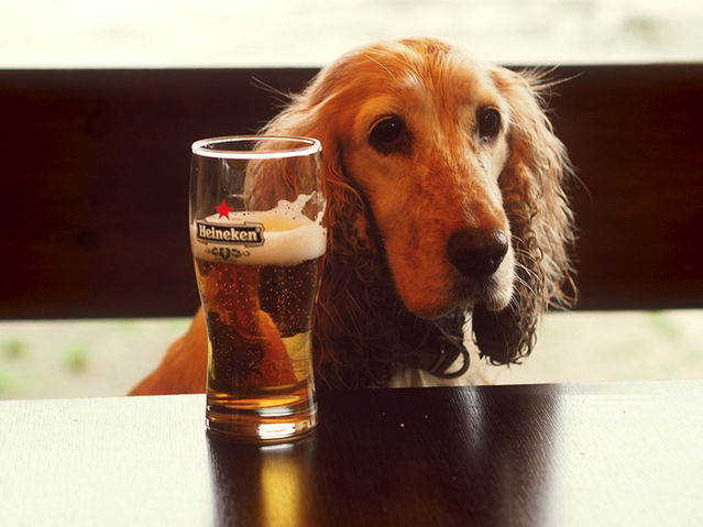 can you give dogs alcohol to calm them down