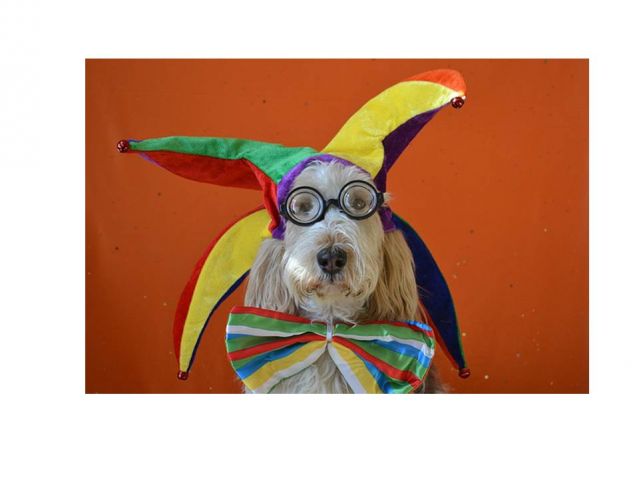Petful photo Petful photo
