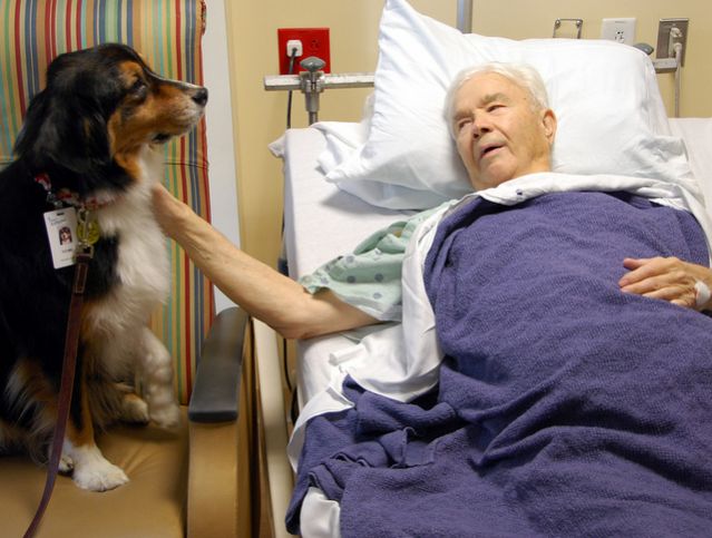 dog canine therapy cancer patient cure emotion social physical