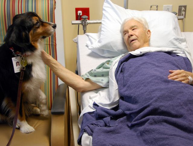 how to help dogs with cancer