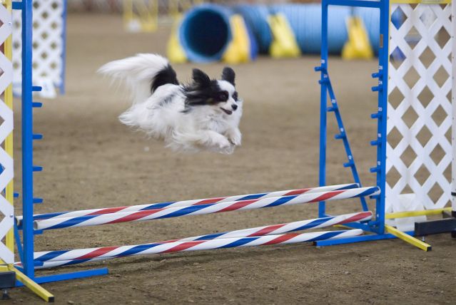Papillon dog agility jump by Ron Armstrong, Helena, MT