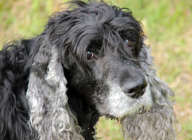 do dogs get grey hair as they age