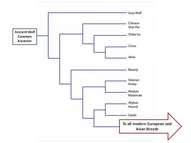 Figure from SC Psychological Enterprises