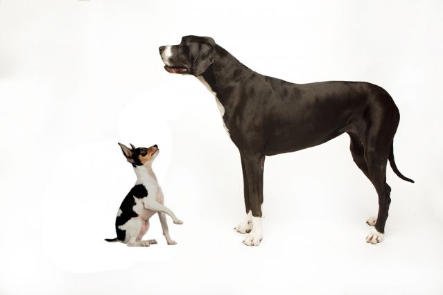 Spice the pomeranian modeling | Dog magazine, Pomeranian, Small dogs