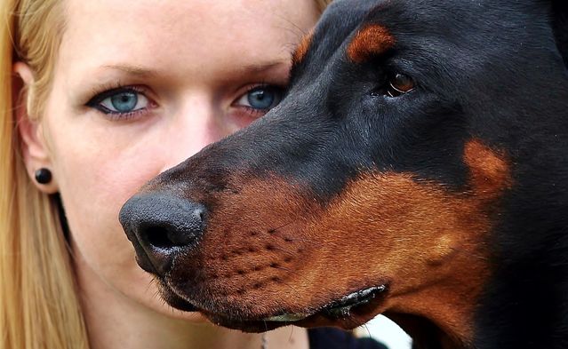 Can Dogs Fall In Love With A Human Can Dogs Fall In Love With A Human