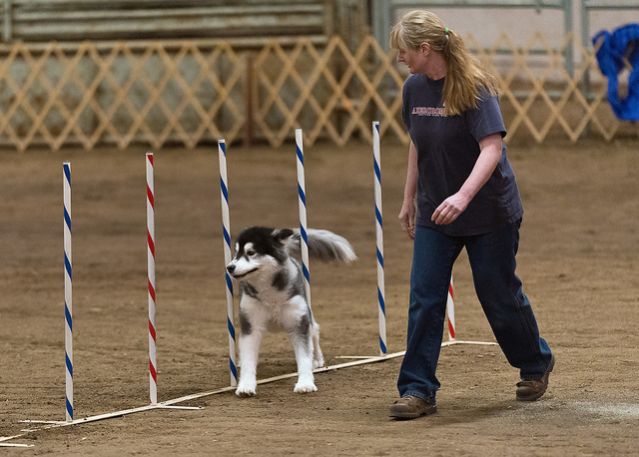 AKC Helena Agility Fall 2012 AKC Helena Agility Fall 2012