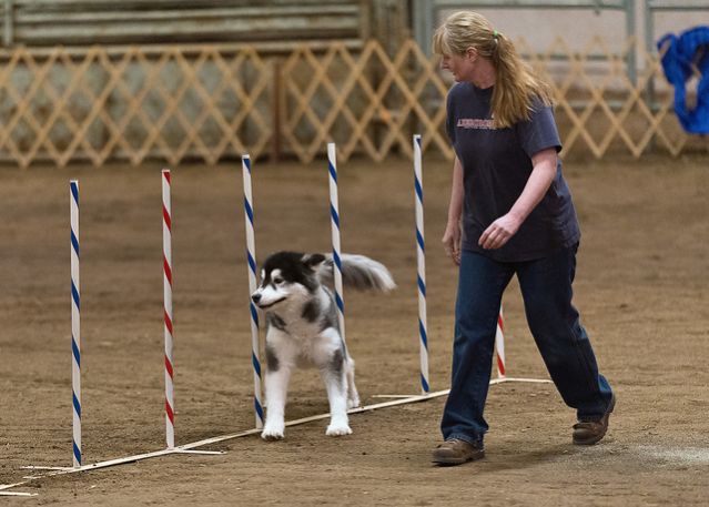  AKC Helena Agility Fall 2012