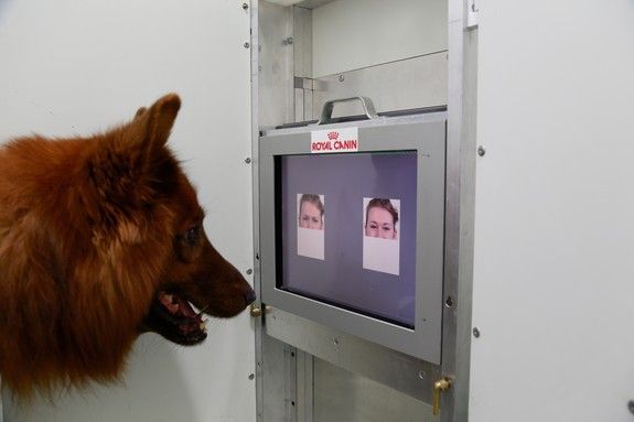 do dogs recognize faces
