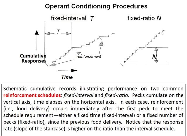 Classical and operant conditioning are two different