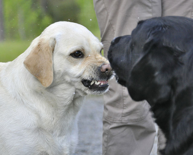 dog snarls at other dogs