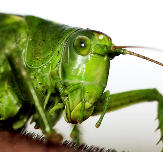 Can Pet Crickets Improve the Wellbeing of the Elderly? Psychology Today