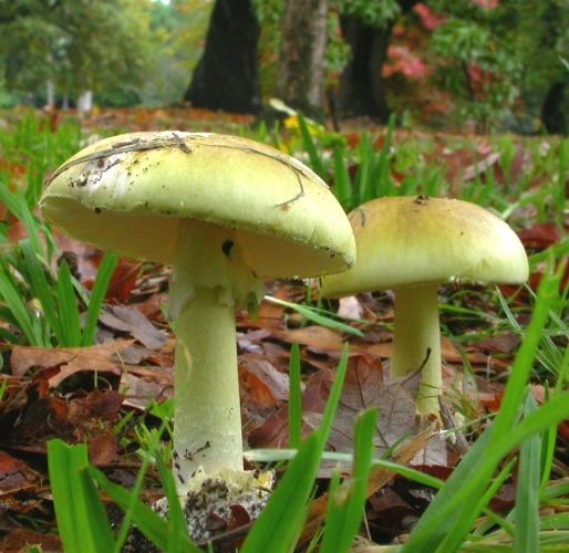 Let Them Eat Mushrooms | Psychology Today