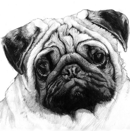 Are Dogs Getting Cuter?