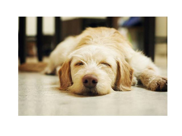 what do puppies dream about