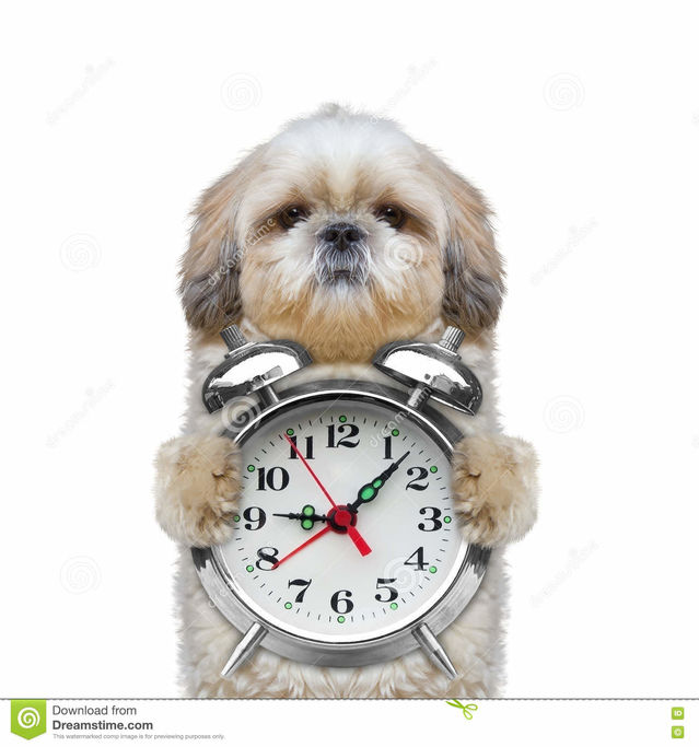 Do Dogs Understand "You Can Play 5 Minutes Then We Go Home