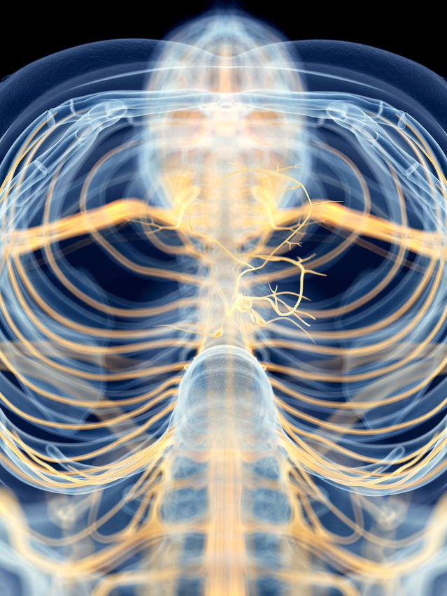Vagus Nerve Facilitates Guts Wits And Grace Under Pressure 