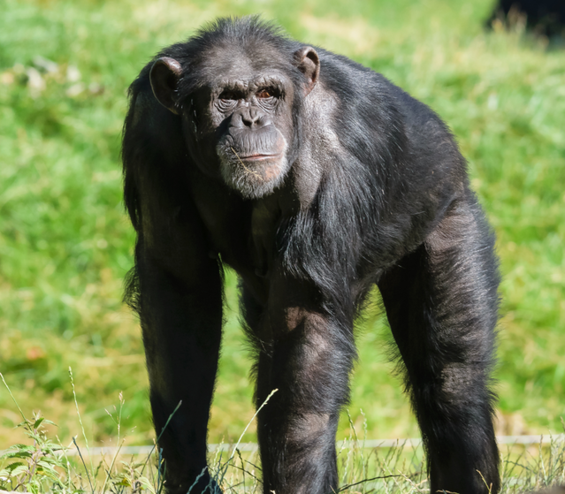 what can chimps teach us about strength psychology today