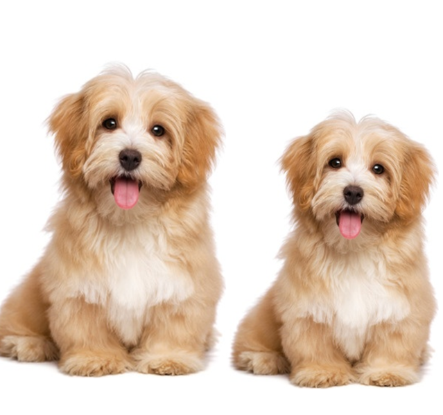 Why Does Cloning Your Dog Just Seem Wrong? | Psychology Today Why Does Cloning Your Dog Just Seem Wrong? | Psychology Today