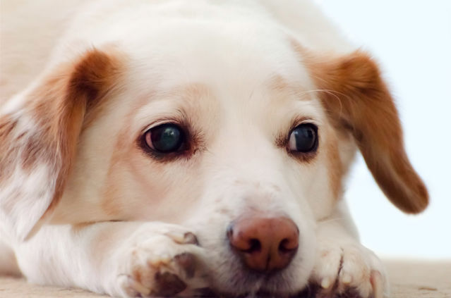 Do Dogs Get Alzheimer S Do Dogs Get Alzheimer S